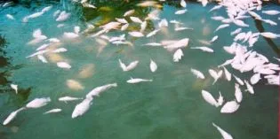 Sức ảnh hưởng của nước tẩy rửa Sức ảnh hưởng của nước tẩy rửa