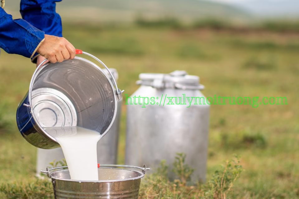 Thu gom và vận chuyển sữa từ nông trại đến các nhà máy