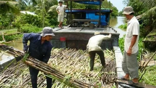 Xử lý nước thải mía đường đòi hỏi phài tuân thủ các quy định chặt chẽ do bộ nông nghiệp và môi trường ban hành