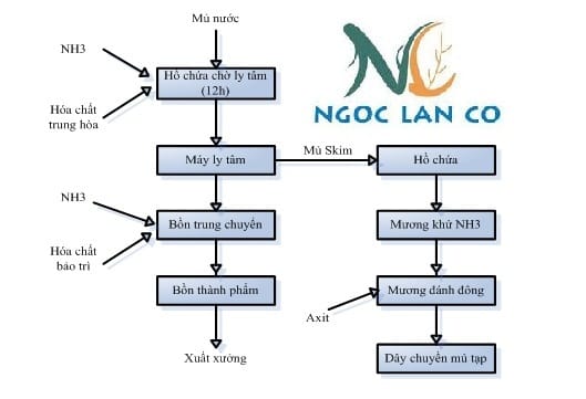 Xử lý nước thải chế biến mủ cao su: quy trình chế biến mủ nước