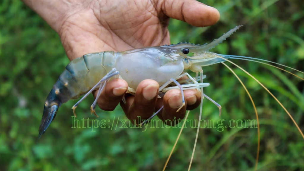 5 Giải Pháp Xử Lý Nước Thải Nuôi Tôm Hiệu Quả và Bền Vững tại Việt Nam 🇻🇳 1 Xử lý nước thải nuôi tôm sú nước lợ