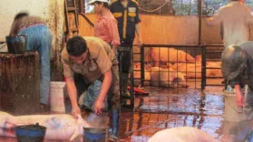 Xử lý nước thải giết mổ gia súc