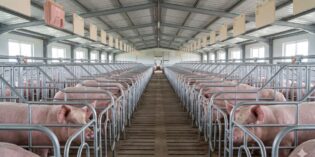 Xử lý nước thải chăn nuôi gia súc, gia cầm