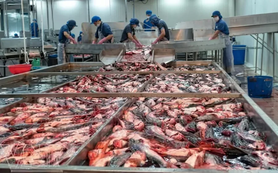 Xử lý nước thải chế biến thủy hải sản là vấn đề cần chú trọng đối với các doanh nghiệp hiên nay.